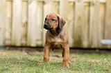 RODESIAN RIDGEBACK 239
